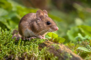 MicroBiome of Mouse fights deadly bacteria