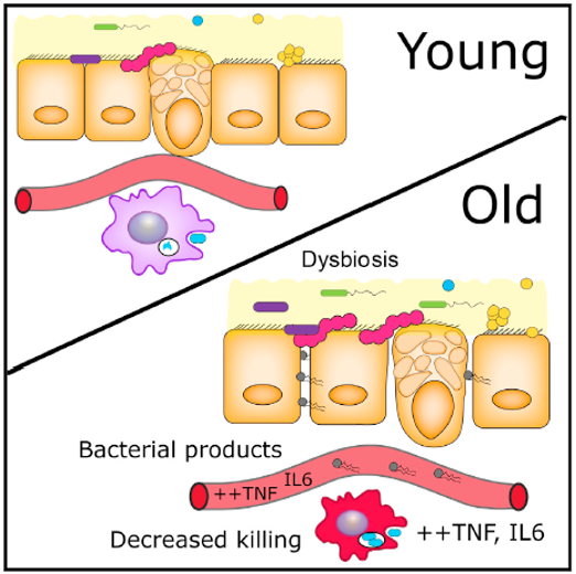 Mikrobióma és az öregedés
